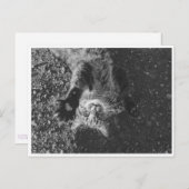 Meow Briefkaart (Voorkant / Achterkant)