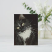 Meow Cats 16 Carte postale (Debout devant)