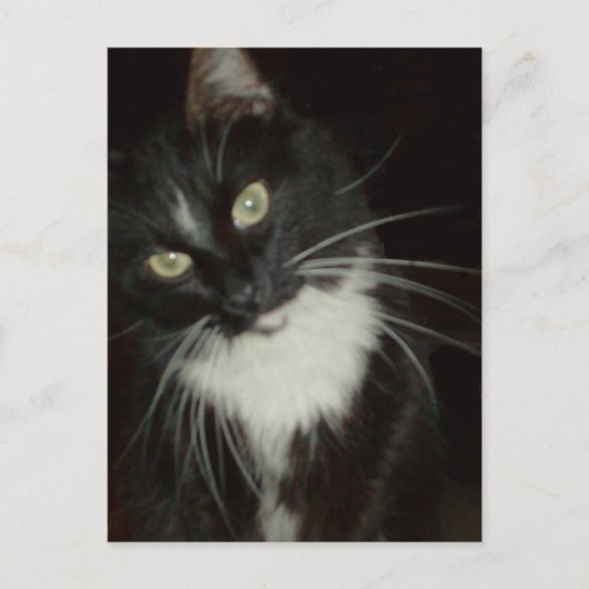 Meow Cats 16 Carte postale (Devant)