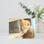 Meow Cats 1 Carte postale (Debout devant)