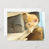 Meow Cats 1 Carte postale (Devant / Derrière)