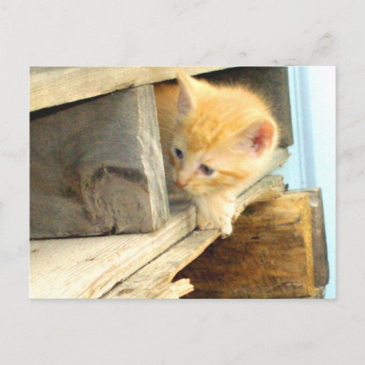 Meow Cats 1 Carte postale (Devant)