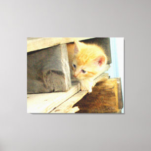 Meow Cats 1 Wrapped Canvas Afdruk