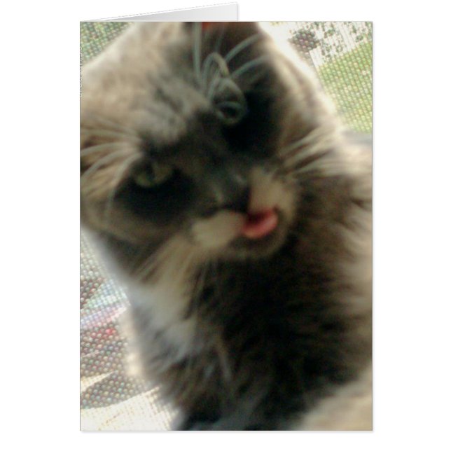 Meow Cats 2 (Devant)