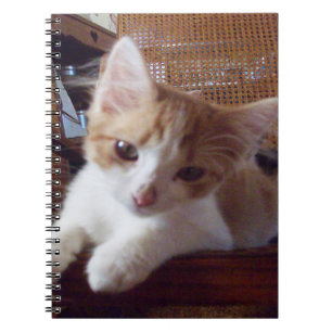 Meow Cats 22 Carnets