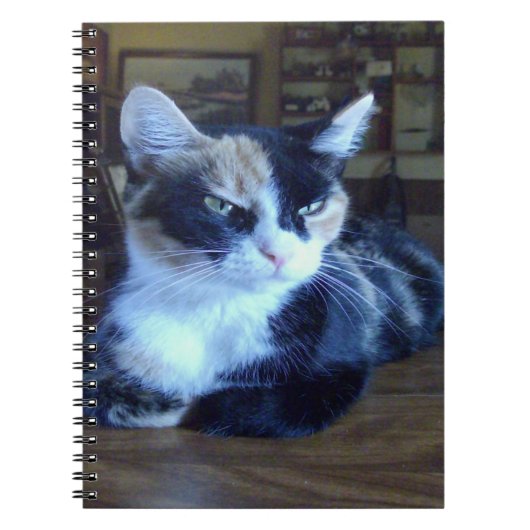 Meow Cats 24 Carnets (Devant)