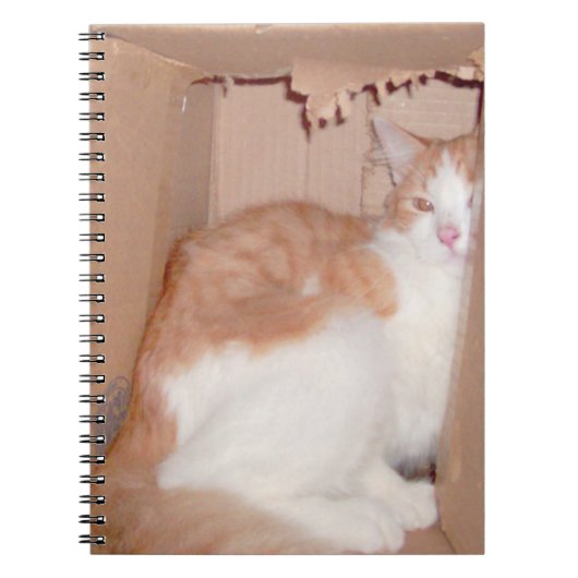 Meow Cats 31 Carnet (Devant)