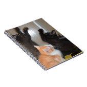 Meow Cats 36 Carnets (Côté Droit)