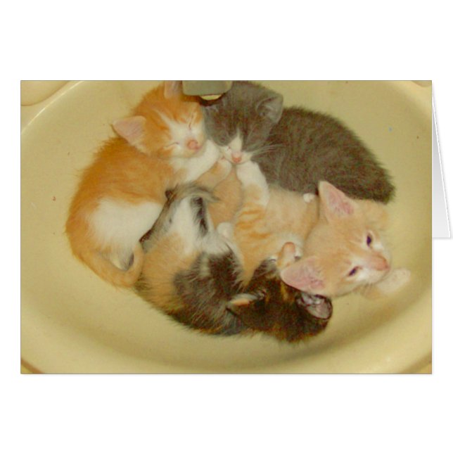 Meow Cats 4 (Devant Horizontal)