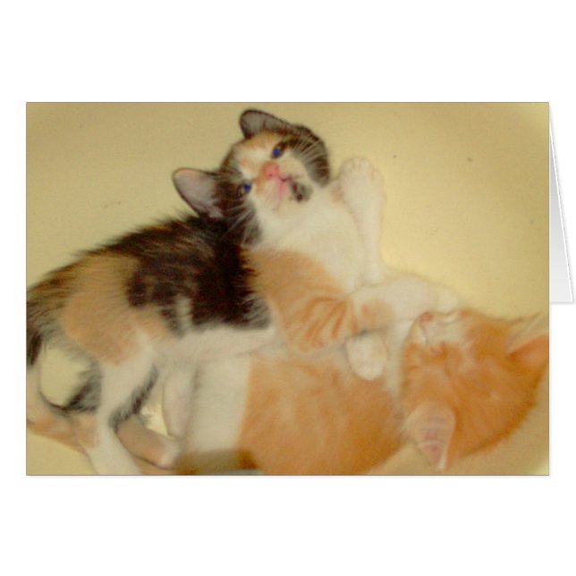 Meow Cats 5 (Devant Horizontal)