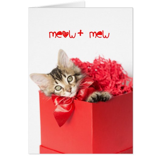 Meow + Mew Kitten (Devant)
