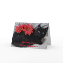 Meowy Christmas Black Cat Red Poinsettias Foto