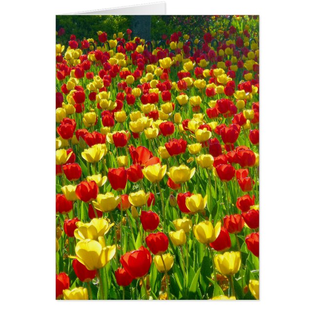 Mer des Tulipes (Devant)