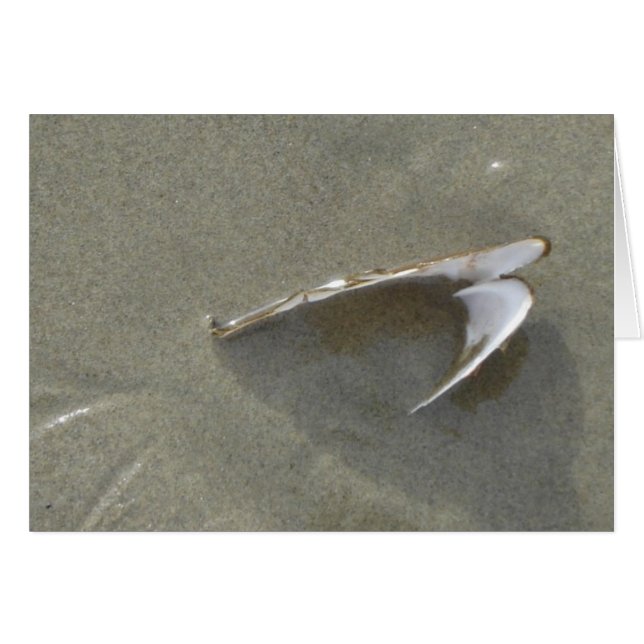 Mer enterrée Shell (Devant horizontal)