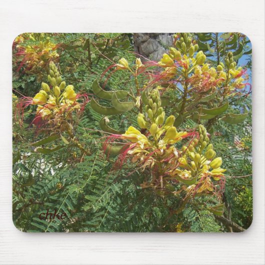 Merak Muismat (Voorkant)