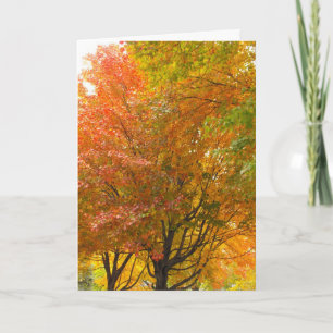 Merci à un vétéran, DSCF8707