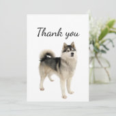 Merci Américain Eskimo Malamute Chien animal anima (Debout devant)