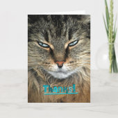 Merci au chat Maine Coon (Devant)