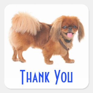 Merci Autocollant de salutation Chien chiot Pékino