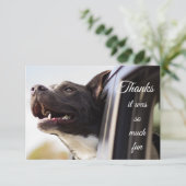 Merci beaucoup de chien adorable dehors la fenêtre (Debout devant)