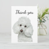 Merci blanc caniche chien animal animal animal de  (Debout devant)