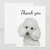 Merci blanc caniche chien animal animal animal de  (Devant / Derrière)