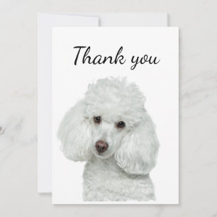 Merci blanc caniche chien animal animal animal de