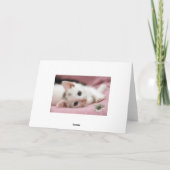 Merci blanc neige (Dos)