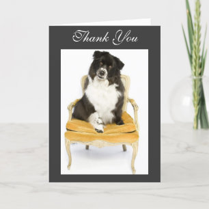 Merci border collie