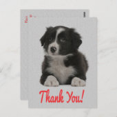 Merci Bordure Collie Chien Chien Chien Chien Carte (Devant / Derrière)