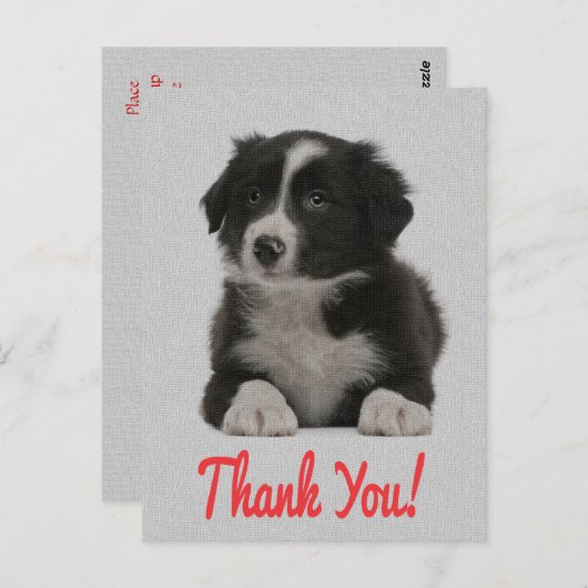 Merci Bordure Collie Chien Chien Chien Chien Carte (Devant / Derrière)