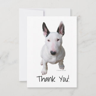 Merci Bull Terrier