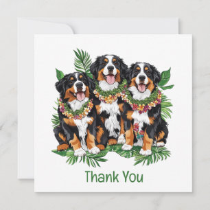 Merci Chiens de Montagne Bernois Hawaïens
