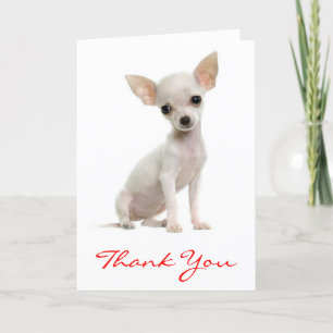 Merci Chihuahua Puppy Dog