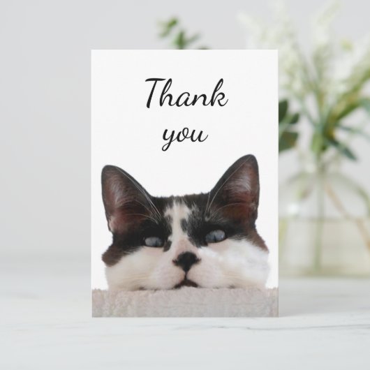 Merci Cute Chat Kitten Jetez un oeil sur vous (Debout devant)