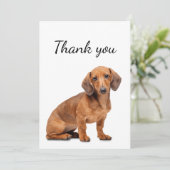 Merci Dachshund Chien Animal animal de compagnie (Debout devant)