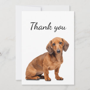 Merci Dachshund Chien Animal animal de compagnie