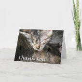 Merci de chaton et de chat (Devant)