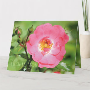 Merci de rose rose sassy