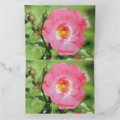 Merci de rose rose sassy (Intérieur)