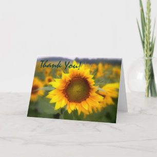 Merci de tournesol Soft Focus
