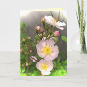 Merci des fleurs Roses sauvages