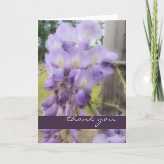 Merci - glycine douce de foyer (Devant)
