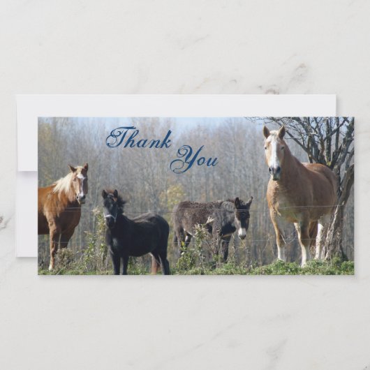 Merci les chevaux, le poney, et l'âne Photocards (Devant)