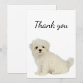 Merci maltais chien animal animal animal de compag (Devant / Derrière)