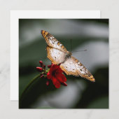 Merci papillon (Devant / Derrière)