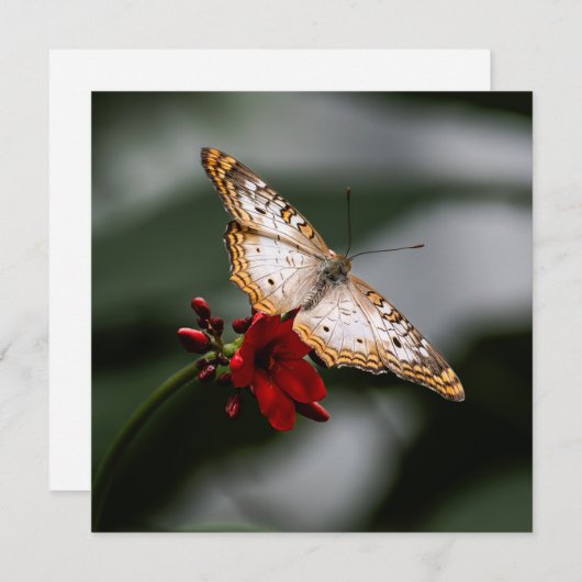 Merci papillon (Devant / Derrière)