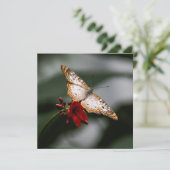 Merci papillon (Debout devant)