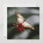 Merci papillon (Devant)