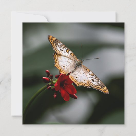 Merci papillon (Devant)